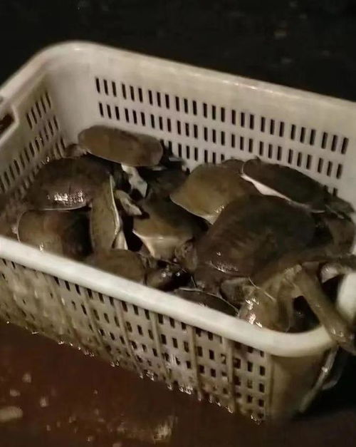 甲魚又惹爭(zhēng)議？權(quán)威專家澄清 水產(chǎn)品安全可靠，消費(fèi)者無需恐慌